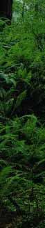 nz forest -  click for more