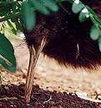 kiwi, NZ's flightless bird