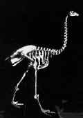 moa skeleton, c. Wanganui Museum 