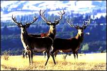 stags - native deer