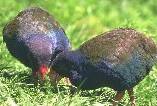 Takahe