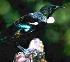 NZ Tui