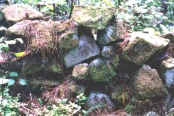 Waipoua Forest