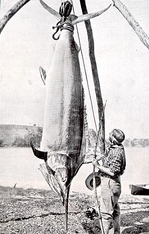 zane grey and marlin